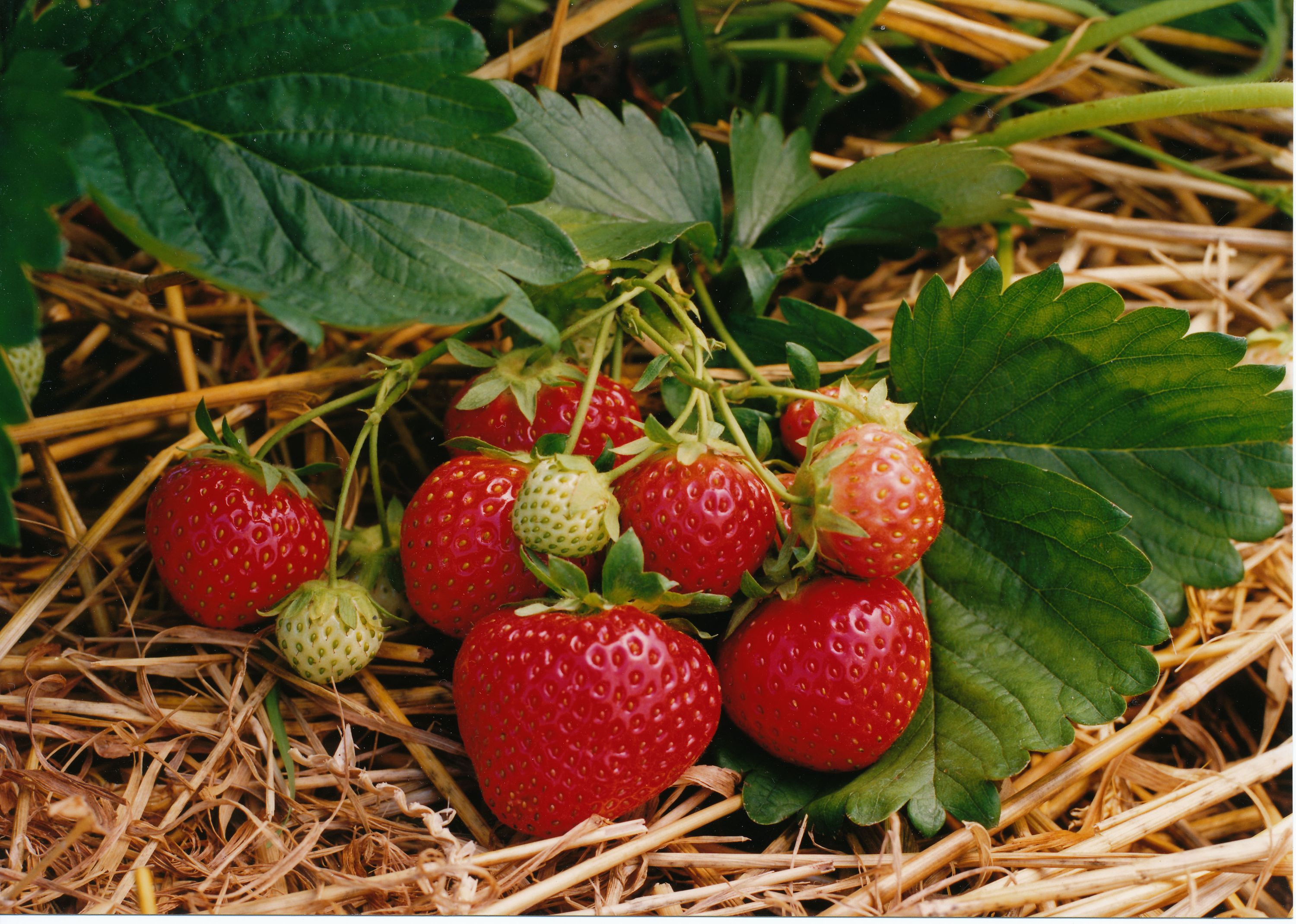 Erdbeeren_Polka
