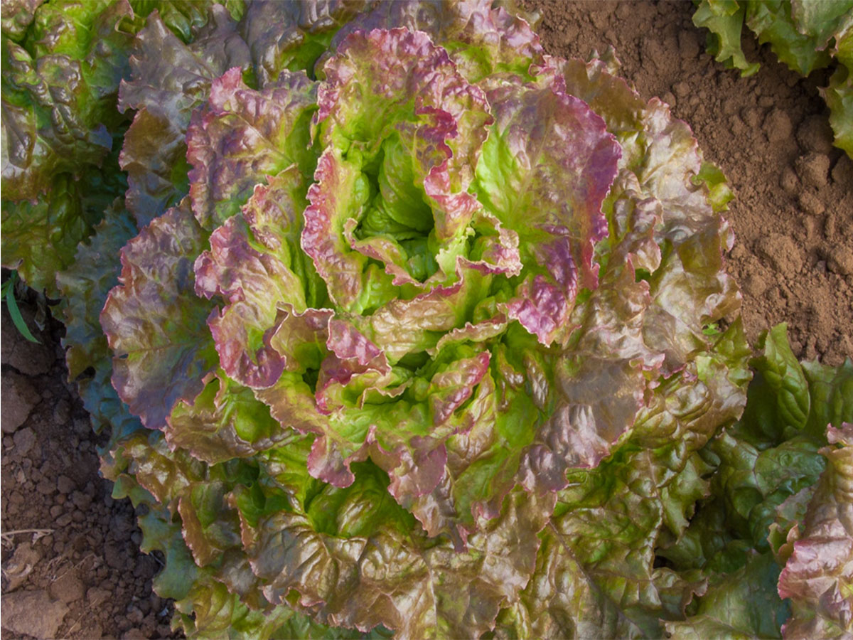 Salat Batavia rot Redial, Jungpflanzen
