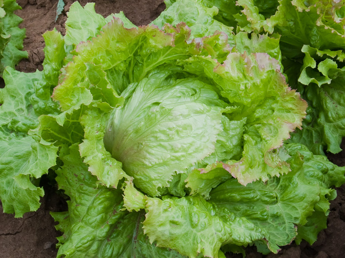Eissalat-laibacher-eis-jungpflanzen-online-kaufen