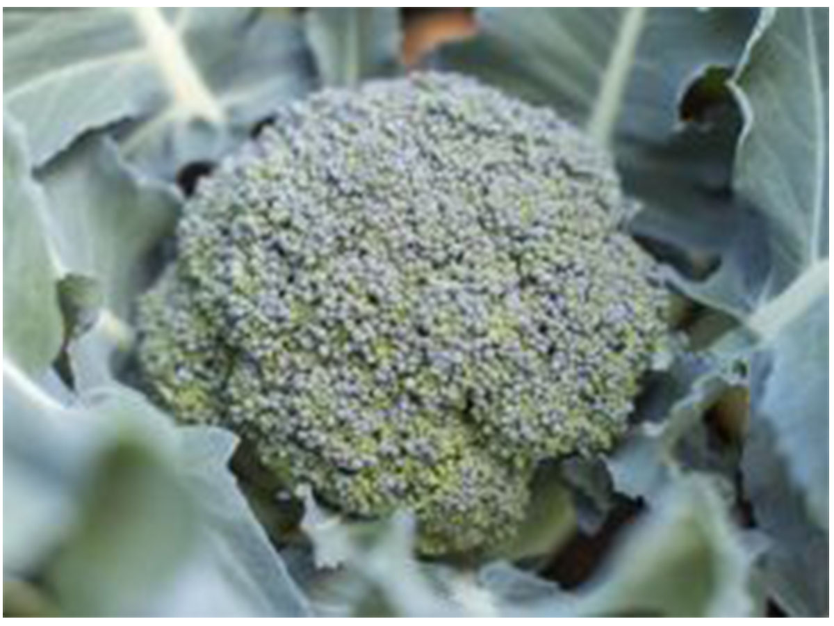 Brokkoli Calabrese, Jungpflanzen